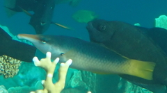 Gomphosus klunzingeri