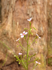 Stylidium laricifolium