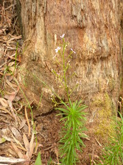 Stylidium laricifolium
