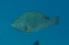 Calotomus viridescens