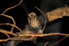 Psiloscops flammeolus