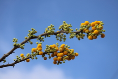 Vachellia pennatula