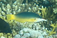 Gomphosus klunzingeri