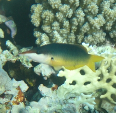 Gomphosus klunzingeri