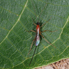 Macrocentrinae