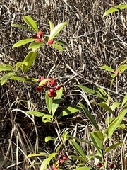Ilex myrtifolia