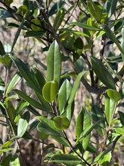 Ilex myrtifolia