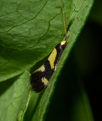 Opogona comptella