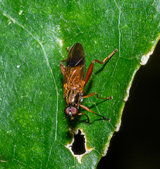 Benhamyia apicalis