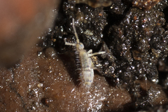 Entomobryidae
