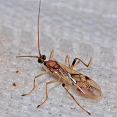 Macrocentrinae
