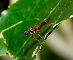 Benhamyia apicalis