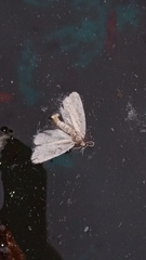 Diplopseustis perieresalis