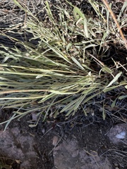 Eriogonum brevicaule laxifolium