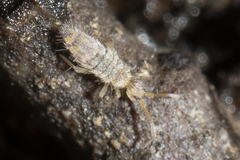 Entomobryidae