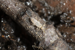 Entomobryidae