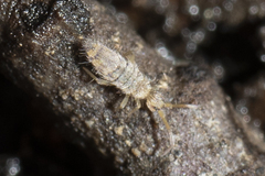 Entomobryidae