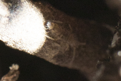 Entomobryidae