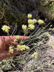 Eriogonum brevicaule laxifolium