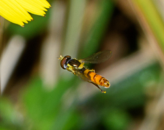 Sphaerophoria macrogaster