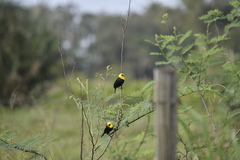 Chrysomus icterocephalus