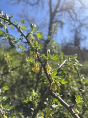 Ribes quercetorum