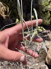 Eriogonum brevicaule laxifolium