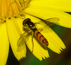 Sphaerophoria macrogaster
