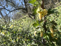Ribes quercetorum