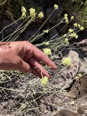 Eriogonum brevicaule laxifolium