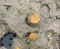 Cinachyrella