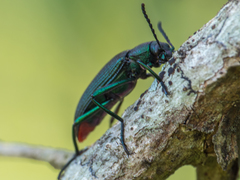 Strongylium haemorrhoidale