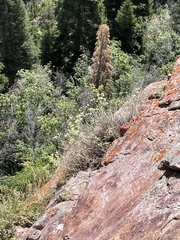 Eriogonum brevicaule laxifolium