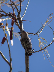 Melanerpes hypopolius