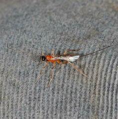 Macrocentrinae