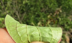 Cornus sanguinea australis