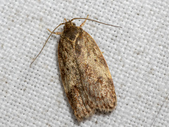 Oligoloba severa