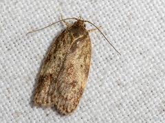 Oligoloba severa
