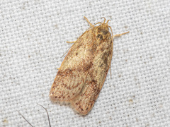 Oligoloba severa