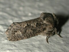 Acrolophus arcanella