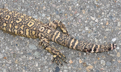 Heloderma exasperatum