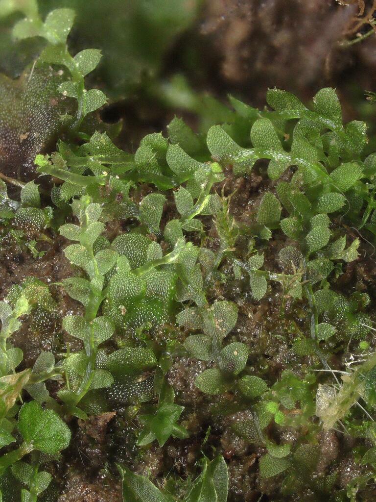 Asperifolia arguta