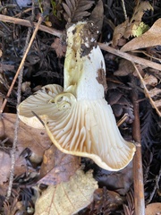 Cuphophyllus pratensis