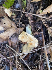 Cuphophyllus pratensis