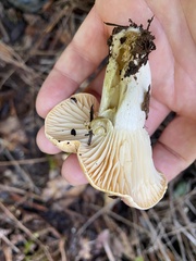 Cuphophyllus pratensis