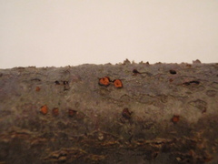 Nectria cinnabarina