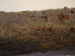 Nectria cinnabarina