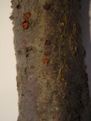 Nectria cinnabarina