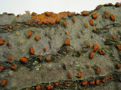 Nectria cinnabarina