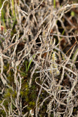 Cladonia verruculosa